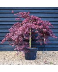 Acer palmatum Inaba-shidare полив